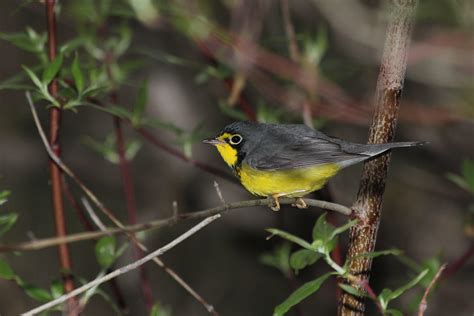 Canada Warbler | Audubon Field Guide