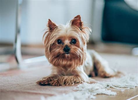 Yorkshire Terrier (Yorkie) Dog Breed Health and Care | PetMD