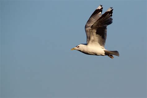 A gull flying in the sky. | Smithsonian Photo Contest | Smithsonian Magazine