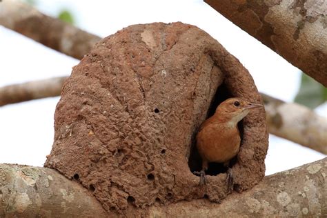 Rufous hornero (Red ovenbird)(Furnarius rufus) and nest (2… | Flickr