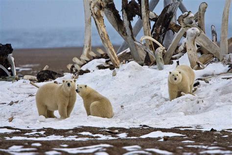 Why Alaska Hasn't Had a Polar Bear Attack Since 1993