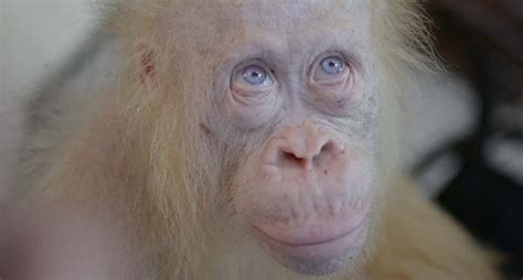 Una orangután albina es rescatada en Indonesia - National Geographic en Español