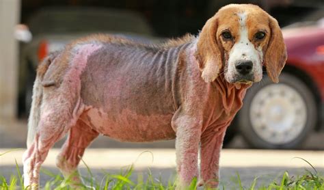 What Does A Skin Infection Look Like On A Dog