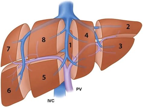 Liver Anatomy & Physiology - The Operative Review Of Surgery