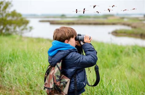 Bird Watching Stock Photos, Pictures & Royalty-Free Images - iStock