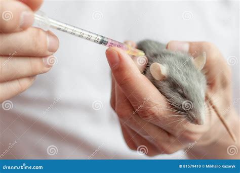 Treatment domestic rats stock photo. Image of healthy - 81579410