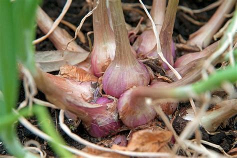 How to grow shallots / RHS Gardening Rhs Flower Show, Chelsea Flower Show, Allotment Gardening ...