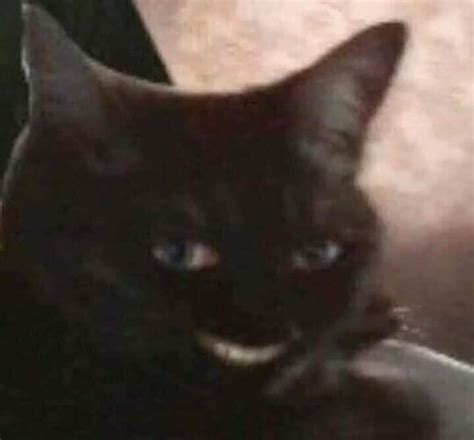 Cursed_smile : r/cursed_cats