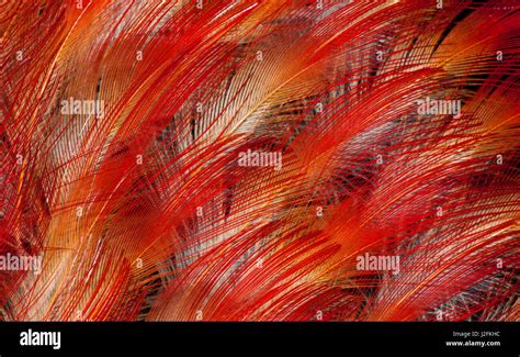 Feathers of the King Bird of Paradise Stock Photo - Alamy