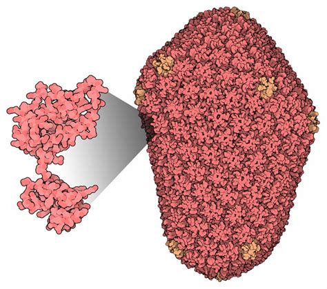 HIVカプシド (HIV Capsid) | 今月の分子 | PDBj 入門