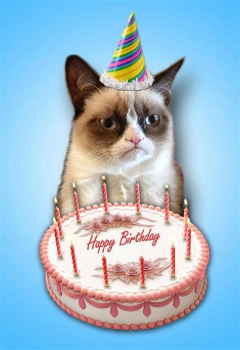 Funny Happy Birthday Cat Images - massage for happy birthday