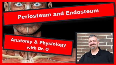 Periosteum and Endosteum: Anatomy and Physiology - YouTube