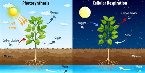 Diagram showing process of photosynthesis and cellular respiration 2697902 Vector Art at Vecteezy