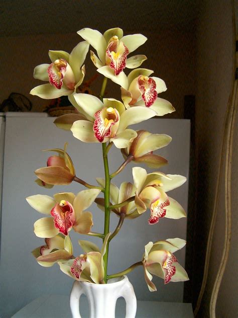Cymbidium Orchid Yellow-Red - 9 | Cymbidium Orchid flower 03… | Flickr