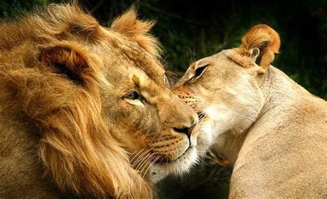 Download Image of lion and lioness love - Wild animals Hd wallpaper or images for your mobile phone.