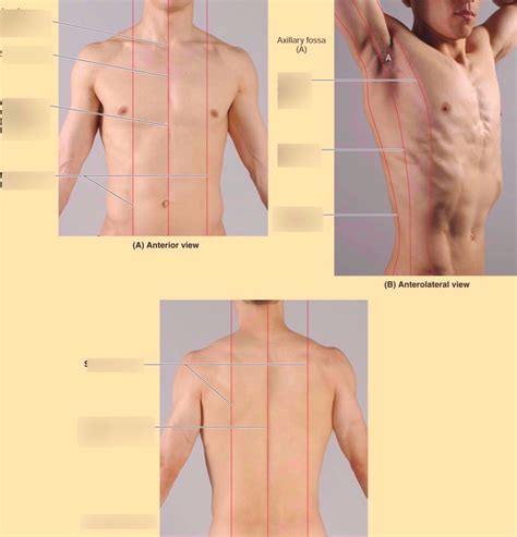 thorax- surface anatomy Diagram | Quizlet