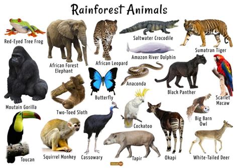 Rainforest Animals List, Adaptations, Pictures