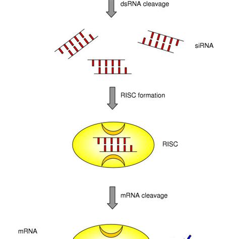 Mechanism of RNA interference (RNAi) | Download Scientific Diagram