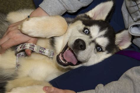 Daisy is a Siberian Husky puppy - she has such a cute smile! | Husky ...