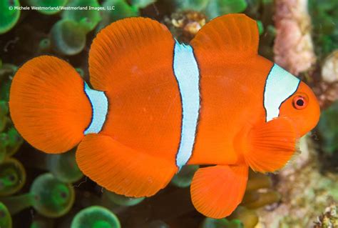 Maroon Clownfish - For The Fishes