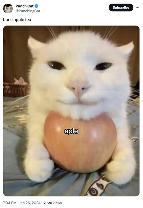 Cat with apple meme | Cat With Apples | Know Your Meme