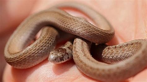 Baby Snake Identification