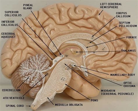 The Brain: Models Diagram | Quizlet