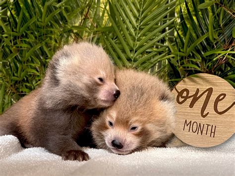 Buttonwood Park Zoo welcomes red panda cubs | ABC6