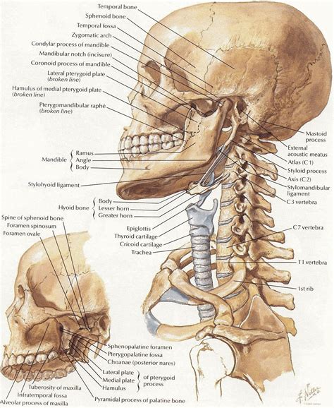 In The Diagram Where Is The Mastoid Process - Hanenhuusholli