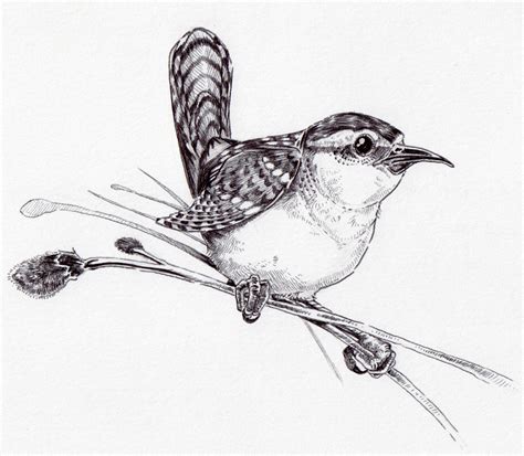 Carolina Wren Drawing at GetDrawings | Free download