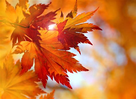 Autumn Color Leaves Behind The Old Wall - HooDoo Wallpaper