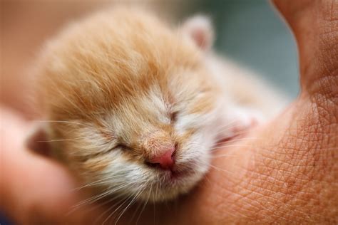 How do I Care For a Litter of New-born Kittens? - Vet Help Direct