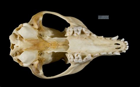 ADW: Urocyon cinereoargenteus: SPECIMENS