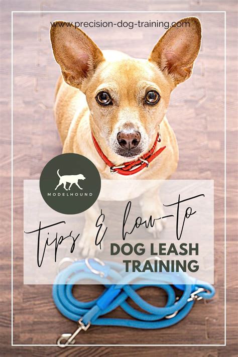 Best Dog Leash Training Tips