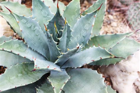 Watch out for these Thorny Shrubs and Plants - RCH Landscaping