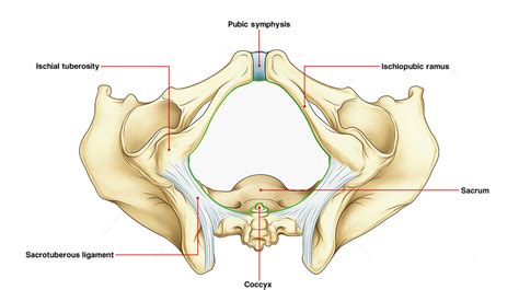 Pubic Symphysis – Earth's Lab