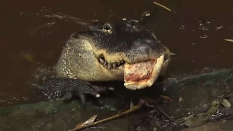 Man Fights To Keep Pizza-Eating Pet Alligator