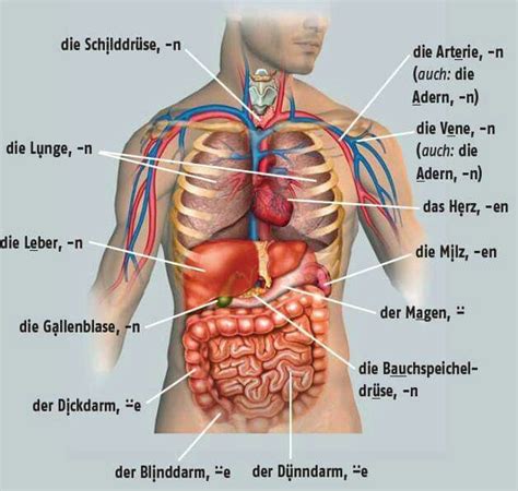 Die Körperteile | Menschlicher körper anatomie, Anatomie lernen ...