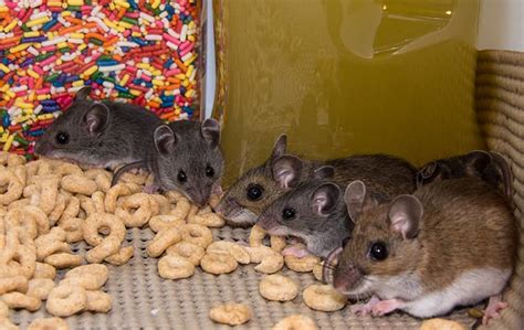 Blog - Is It One Mouse Or An Infestation Of Mice?