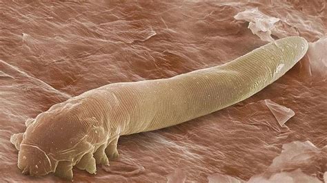 Microscopic mites that have sex on our faces at night could face evolutionary oblivion, say ...
