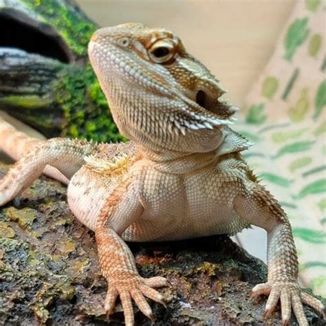 Do Bearded Dragons Get Cold At Night? [Complete Temperature Guide] – Acuario Pets