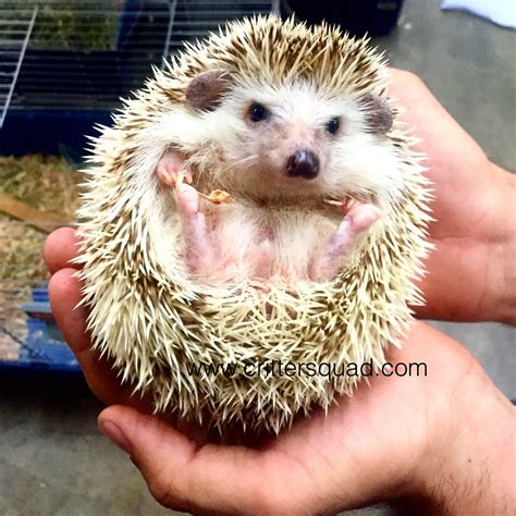 A tiny ball of spiky cuteness. This is Sonic, our Four-toed hedgehog ...