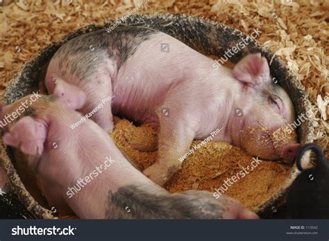 Sleeping Piglet In Feeding Dish Stock Photo 113542 : Shutterstock