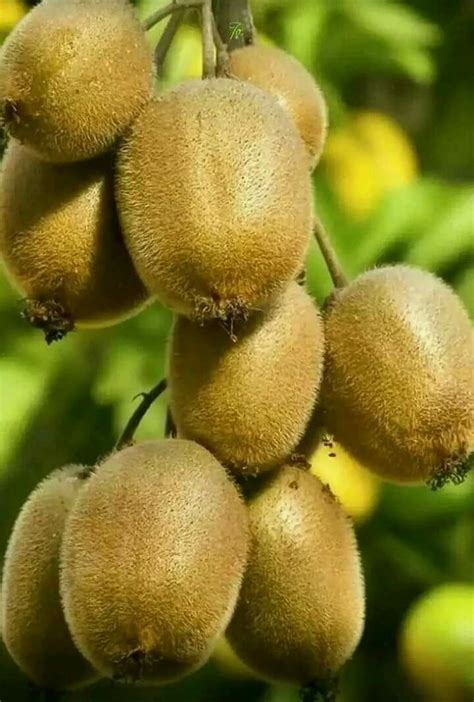 Pin de Ansar Attari Ansar Attari em جنرل | Frutas, Kiwi, Frutas tropicais