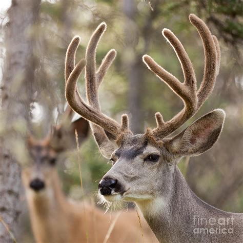 Two mule deer bucks with velvet antlers Photograph by Stephan Pietzko - Pixels