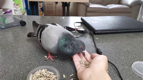 Pigeon Cooing Cuddling and Feeding - YouTube