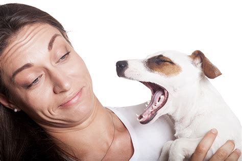 Why Do Dogs Sometimes Have Foul-Smelling Breath?