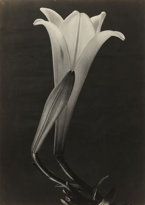 Photographs by Tina Modotti (1896-1942): Portrait... - Songs for Gorgons