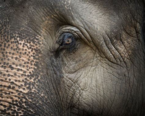 Elephant face profile stock image. Image of background - 14638343