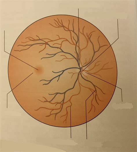 Optic Nerve Anatomy Diagram | Quizlet